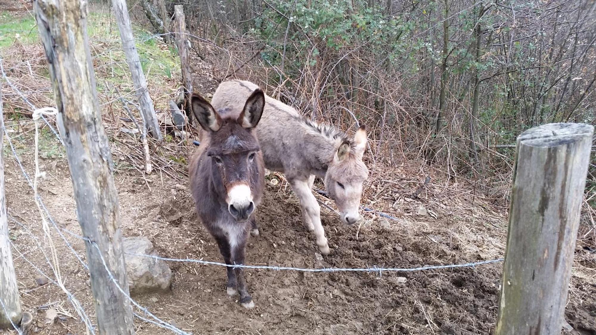 Azienda Agrituristica Risveglio Naturale Varese Ligure Dış mekan fotoğraf